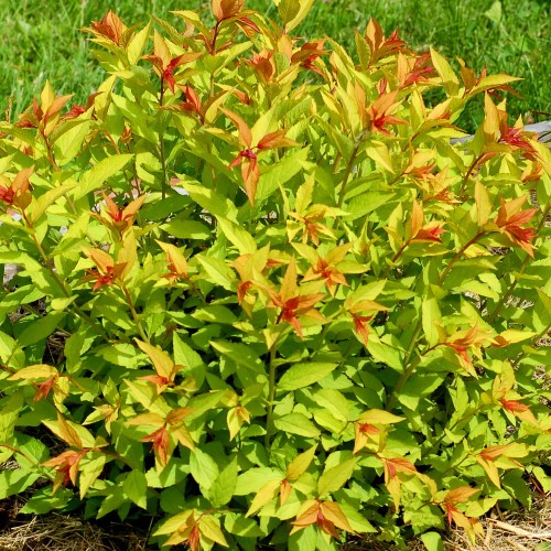 Spiraea japonica 'Goldflame' - Jaapani enelas 'Goldflame' C5/5L